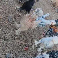 12 عدد مرغ و خروس سلطان