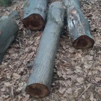 فروش چوب صنعتی گردو