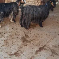 فروش بز گله داری.( بز میش بره بزغاله)|حیوانات مزرعه|اردل, |دیوار