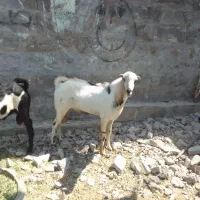 فروش نری