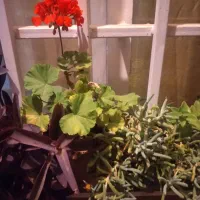 گیاهان طبیعی آپارتمانی وباغی|گل و گیاه طبیعی|شاهین‌شهر, بانک استان|دیوار