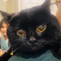 گربه|گربه|گنبد کاووس, |دیوار