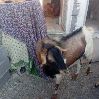 نری واسه داشت