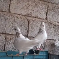تعدادی کبوتر