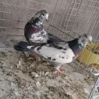 کفتر پرشی|پرنده|اردکان, |دیوار