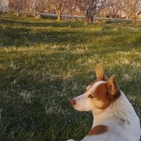 سگ گمشده