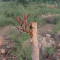 پیوندلوله ای وشکمی