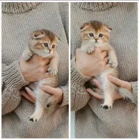 گربه اسکاتیش بریتیش گلد|گربه|ارومیه, |دیوار