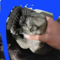 توله سگ سرابی