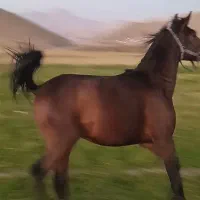 اسب اصیل|اسب و تجهیزات اسب‌سواری|صحنه, |دیوار