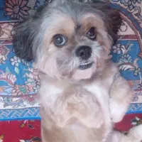 سگ اپارتمانی شیتسو اصیل سوپرفلت