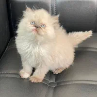 گربه پرشن  هیمالین