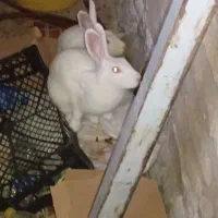 خرگوش چشم قرمز