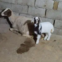 قوچ سنجابی درجه یک|حیوانات مزرعه|چرداول, |دیوار