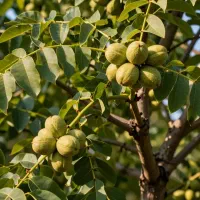 شرکت فروش انواع نهالهای لیبل دار