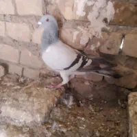 کفترشامی پرشی