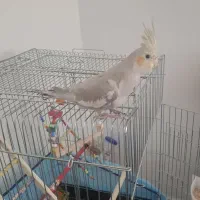 عروس هلندی 6 ماهه