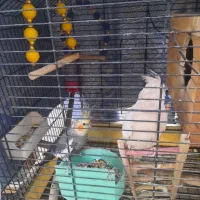 یک جفت عروس هلندی|پرنده|تهران, شکوفه (عبدل آباد)|دیوار