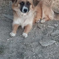 سگ پاکوتا خانگی