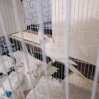 جفت عروس البینو رو تخم