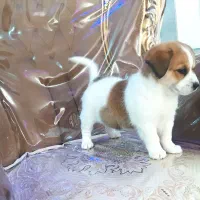 واگذاری سگ پاپی خوشگل بازی گوش|سگ|اصفهان, بهارستان|دیوار