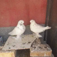 کبوتر لانگ فیس|پرنده|شاهرود, |دیوار