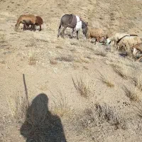 خره نر|حیوانات مزرعه|تبریز, |دیوار