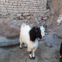 بزغاله دوبری