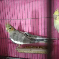 عروس هلندی نرو ماده شیش ماه قناری سهر|پرنده|قم, ولیعصر|دیوار