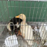 اردک نر و ماده سرحال