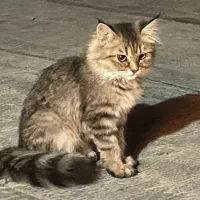 پرشین کت|گربه|شیراز, بازار|دیوار
