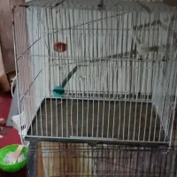 قفس|لوازم جانبی حیوانات|زاهدان, |دیوار