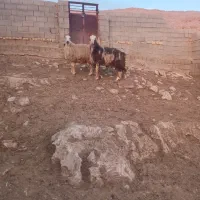 فروش یک راس بره قوچ و شیشک ماده
