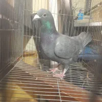 کبوتر مشگی المانی یا پلاکی