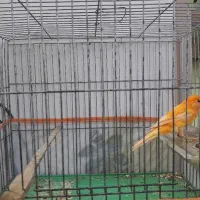 قناری پرتقالی