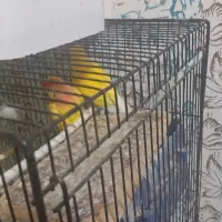 فروش ویژه|پرنده|تربت جام, جامی|دیوار