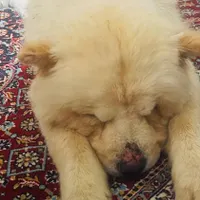 واگذرای چاو چاو نر