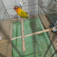 جفت کوتوله برزیلی نر و ماده