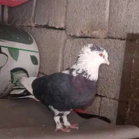 کبوتر نر|پرنده|مهاباد (آذربایجان غربی), |دیوار