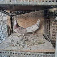 سرورنروماده بشرت|پرنده|کرج, شهرک سهرابیه|دیوار