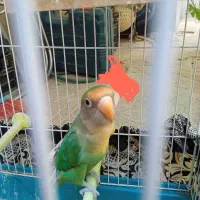 یک جفت طوطی برزیلی|پرنده|فرخ‌شهر, |دیوار