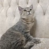 گربه اسکاتیش آنفولد