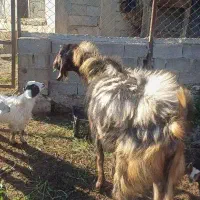 یک عدد بز نر