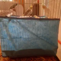 عروس هلندی نر وماده آماده تخم گذاشتن|پرنده|شیراز, گلشن|دیوار