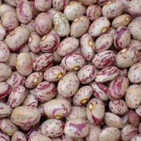 لوبیا درجه یک