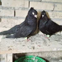 جفت زاغ  ابادانی