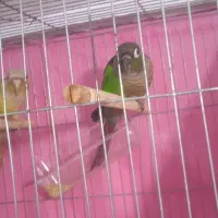 گرینچیک مولد خوشکل|پرنده|ابهر, |دیوار