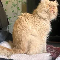 واگذاری گربه پرشین نر یک سال و نیم ۲ م فقط