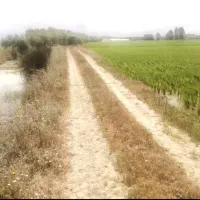 ۶۰۰۰  متر زمین شالیزاری