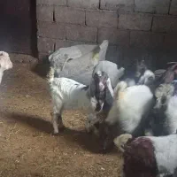 حیوان مزرعه